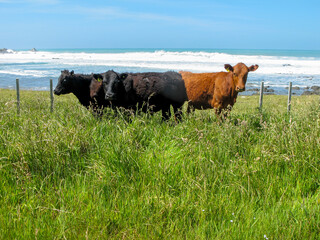 Wall Mural - Cattle standing near fence in long green grass by coast