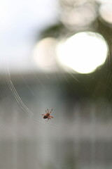 spider making web