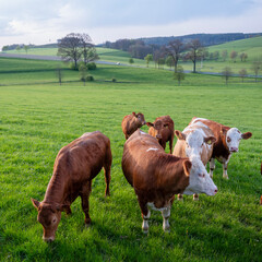 Poster - green meadows and cows at sunset in german sauerland