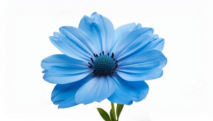 Wall Mural - blue flower isolated on white