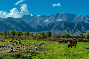 Canvas Print - Cow in pasture in picturesque mountain valley