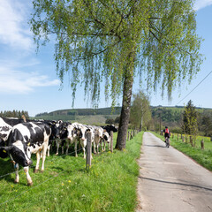 Sticker - cyclist passes black and white cows in meadow near winterberg in german sauerland