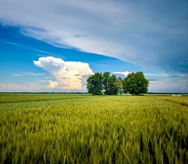 Sticker - field of wheat, lonely trees and blue sky with heavy clouds after rain