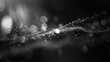 © Mary Salen - Abstract black and white bokeh background elegant noir droplets sparkle and shine on dark background like diamonds elegant shape curves and lines beautiful copy space negative space