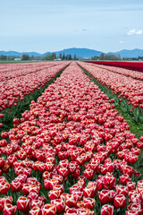 Wall Mural - Agricultural tourism, farm field of tulip bulbs with flowers blooming in bright red with white edges, mountains in the background, spring in Skagit Valley, Washington State
