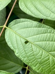 Sticker - fresh green combretum indicum leaves in nature garden