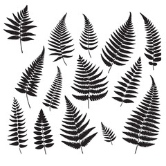 Wall Mural - set of fern leaves silhouettes on white	