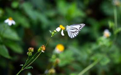 Poster - Butterfly on white flower in the garden at thailand.