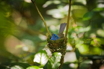 blue bird on a branch