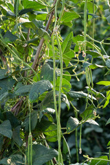 Wall Mural - Cowpea plants in growth at vegetable garden