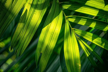 Wall Mural - a close up of a palm tree leaf with the sun shining through it