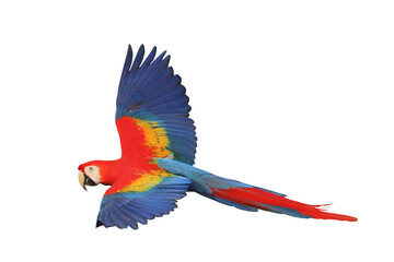 Wall Mural - Colorful flying Scarlet Macaw parrot isolated on transparent background png file