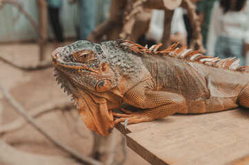 close up of iguana