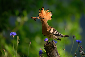 Canvas Print - Eurasian hoopoe bird in early morning light ( Upupa epops )