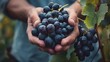 © Jiraphat - Closeup of Hands Holding a Bunch of Ripe Black Grapes in a Vineyard.