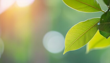 Wall Mural - sunset in the grass wallpaper spring background with flowers, green plant on the background of light, Close up of nature view green leaf on blurred greenery background under sunlight with bokeh