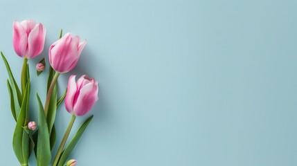 Wall Mural - Pink Tulips on a Blue Background