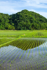 田植え後の田んぼのある風景 鳥取県 鳥取市