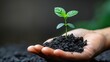 © ZethX - Close-up of a hand holding a small green plant growing in soil, representing growth, nurturing, and environmental care.
