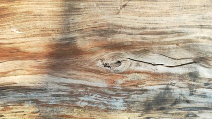 old wood texture. Top view of wood vein cut. light brown white textured tree trunk with veined inner surface. Close up of wood texture