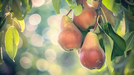 Poster - Organic pears on the tree, close-up, warm morning light, natural green backdrop 