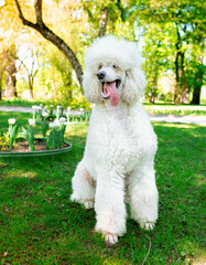 Wall Mural - A beautiful dog of the royal poodle breed sits in the grass on the background of the park. The dog has white curly fur. Training. The photo is vertical and blurry