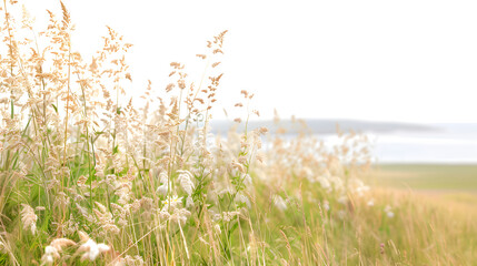  A lush green plant with fern-like leaves, flowers, grass and stems, bush, nature concept