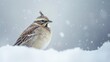 © AkuAku - Photograph of a spectacular horned lark a high altitude bird foraging in snowy conditions