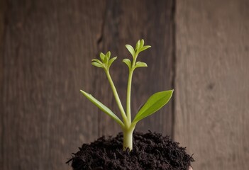 Wall Mural - plant growing in soil