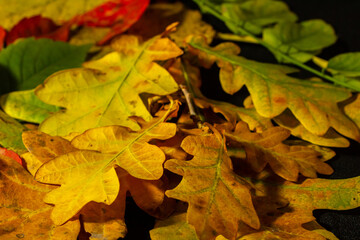 Wall Mural - Colorful and bright background made of fallen autumn leaves