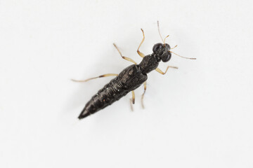 Wall Mural - Water Skater Beetle (Stenus sp.). A tiny predatory beetle of the rove beetles family (Staphylinidae).