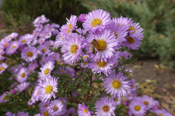 Wall Mural - Macro of bee pollinating pink flowers of Michaelmas daisies in October