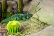 © Dipak - A green Iguana herbivorous Lizard