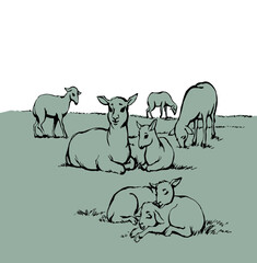 Poster - Vector drawing. Small sheeps lay at the field