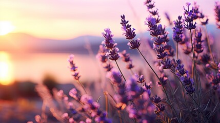 Wall Mural - Branch of lavender violet flowers against the backdrop of a soft purple sunset sunlight,