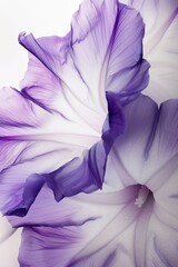 A closeup of a vibrant morning glory flower in sha 45 3 flower, purple, spring, nature, plant, blue, isolated, bloom, violet, macro, blossom, flora, white, crocus, bouquet, garden, iris, floral, flowe