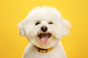 Wall Mural - Portrait of a smiling bichon frise in front of soft yellow background