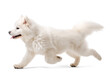 © FP Creative Stock - Happy excited Samoyed dog in running pose side profile view on isolated background