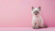 © Tanawut - A cute Birman kitten sitting on a solid pastel background with space above for text