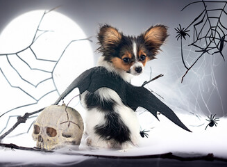 Wall Mural - puppy papillon dog in studio