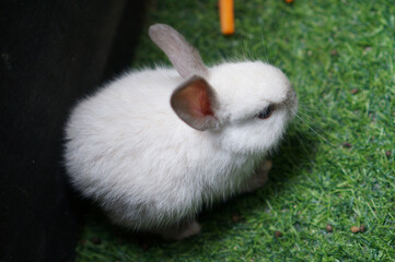 A small white rabbit and carrot sticks on green grass.