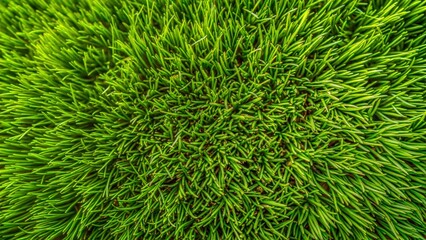 grass background top view