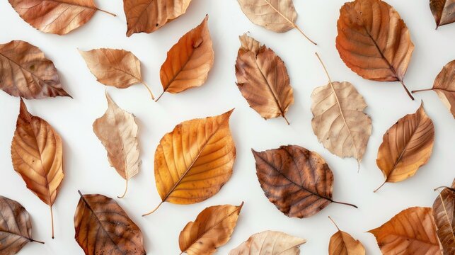 Dried autumn leaves displayed in home decor