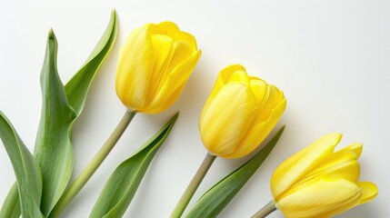 Wall Mural - Two lovely yellow tulips on white background vertical orientation