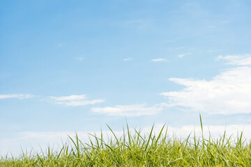 Wall Mural - Green Grass Against a Blue Sky