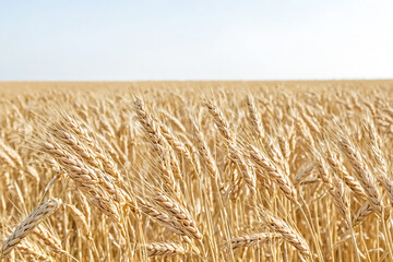 Wall Mural - Golden Wheat Field Close Up