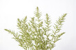 © Rysak - Close-up of Green Foliage on White Background