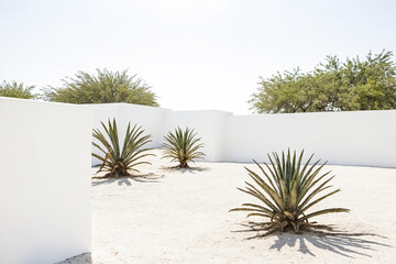 Wall Mural - Minimalist Desert Landscape with Succulents and White Walls