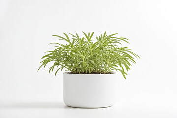 Sticker - Green Plant in a White Pot