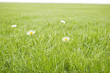 Sticker - White Daisy Flowers in Lush Green Grass